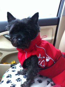 Irresistible or what?