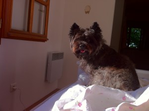 Hundens första morgon i Murviel