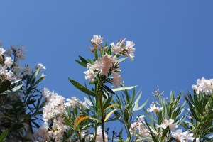 Oleandern sträcker sig upp mot murvielsk himmel