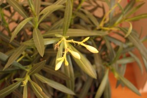Enskedeoleander