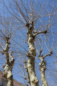 Platanerna ännu så länge kala