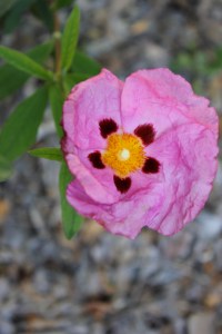 Inte vet jag vad hon heter men skir är hon