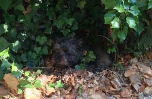 På gamla löv under murgrönan invid muren var det någorlunda svalt