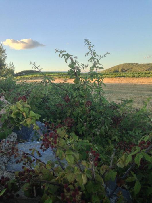 Solen går ner över vinfält och björnbär