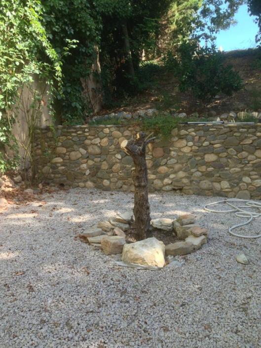 Lättare att vinscha upp roten med lite stam kvar?