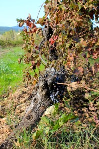 Druvorna som inte hängde med