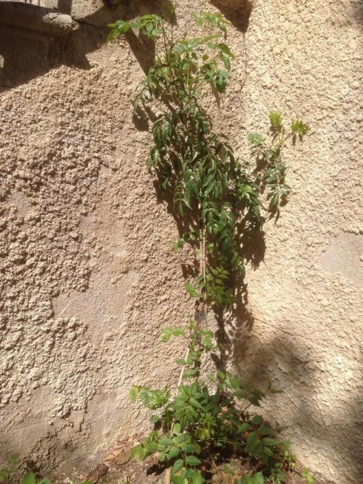 10168479_10152402997208420_441394024_n