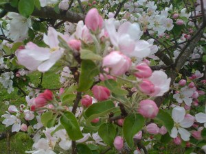 Äppelträdet blommade flitigt varje år