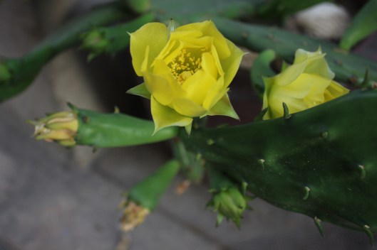 Kaktusblomma utanför E & C:s dörr