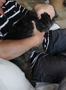 Hussen håller för öronen på skräckslagen jycke