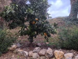 10961948_10153144506013420_2080528648_n-2