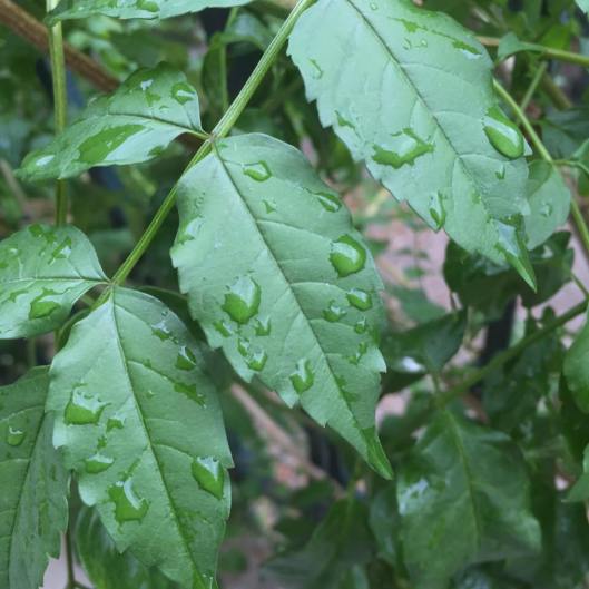 11830316_10153559920063420_406048504_n