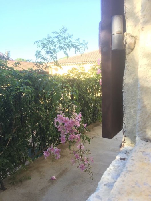 Växten som klättrar runt trappräcket är alldeles magnifik