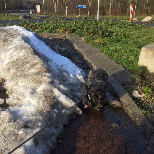 Tyska snöhögar är finfina att både gnufsa nyllet i och att skita på!