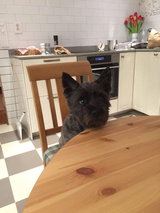 12647594_10153952676008420_1189599267_n