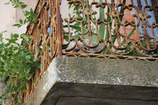 Familjens emigrerade hund håller utkik bakom de rostiga men vackra balkongräcket.