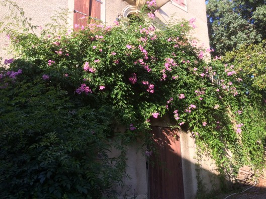 Bignonen höstblommar