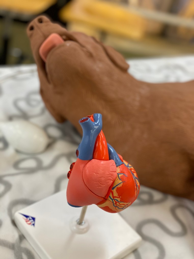 Demonstration av HLR-hunden Casper