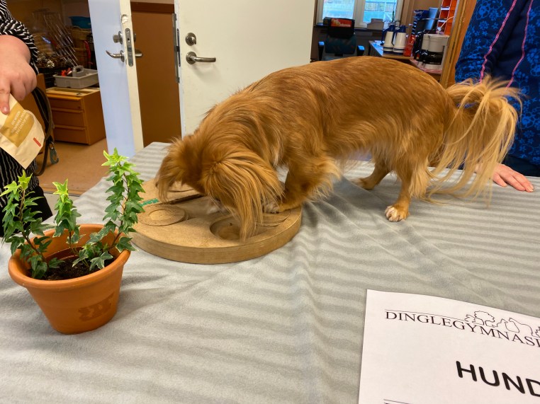 Smart dam letar godis